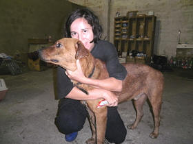O carinho no trato dos animais - Foto:  Blog ONG Estimao