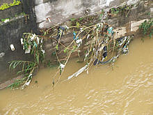 Com o aumento do nvel da gua, lixo ficou preso na vegetao do Rio Paquequer - Foto: Portal Ter