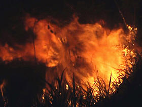 Fogo em vegetao - Imagem meramente ilustrativa