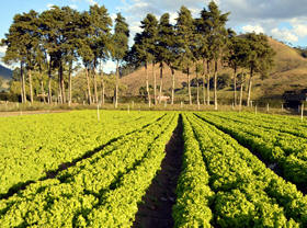 Área agrícola de Teresópolis - Foto: Jorge Maravilha