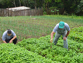 Agricultura familiar - Imagem de arquivo