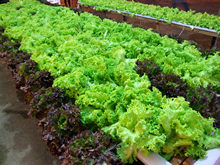 Exposição agrícola - Clique para ampliar - Foto: Portal Terê