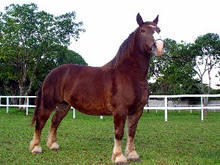 Cavalo Breto