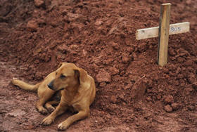 O polêmico cão John, de propriedade de um dos coveiros, que foi confundido com outro cão de propriedade de vítima das chuvas, chamado de "Caramelo" ao lado de um túmulo no cemitério da cidade - Foto: Vanderlei Almeida/AFP