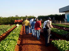 Visita tcnica de agricultores de Terespolis  Fazenda Yamaguishi - Foto: Sec. de Agricultura