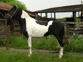 Cavalo Pampa - Foto ilustrativa