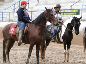 Os cavalos Mangalarga Marchador possuem porte mdio,  gil e tem estrutura forte e bem proporcionada - Foto: Jeferson Hermida