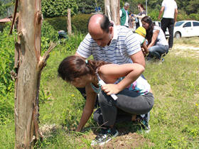 Plantio de midas - Foto: Vanusa Lima