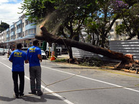 Árvore é retirada no Parque Regadas - Foto: Roberto Ferreira