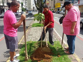 Mais trs mudas de ip - foto: AsCom PMT