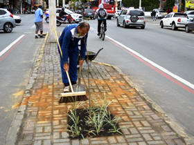 Mudas de ip amarelo plantadas no canteiro central da Reta - Foto: AsCom PMT