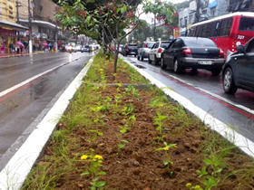 Canteiro da Reta recebe mudas de flores - Foto: AsCom PMT