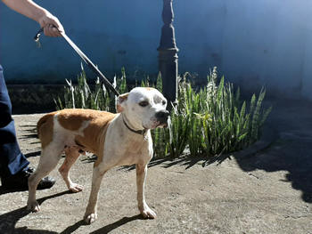 Um dos cães abandonados no Jardim Meudon - Foto: AsCom PMT