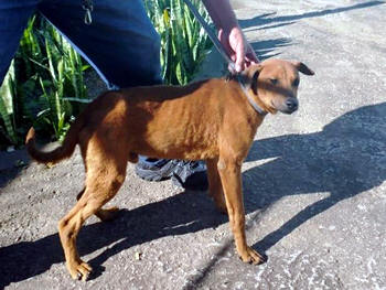 Cães resgatados serão vacinados, vermifugados e castrados, para futura adoção - Foto: PMT