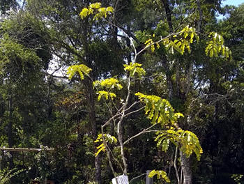 Muda de pau-brasil em Teresópolis - Foto: PMT