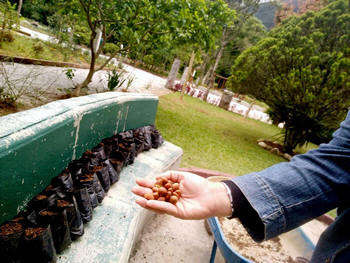 Sementes de ameixa amarela plantadas pelos estudantes - Foto: AsCom PMT