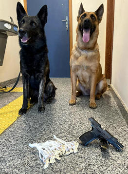 Cães da Guarda Municipal de Teresópolis - Foto: PMT