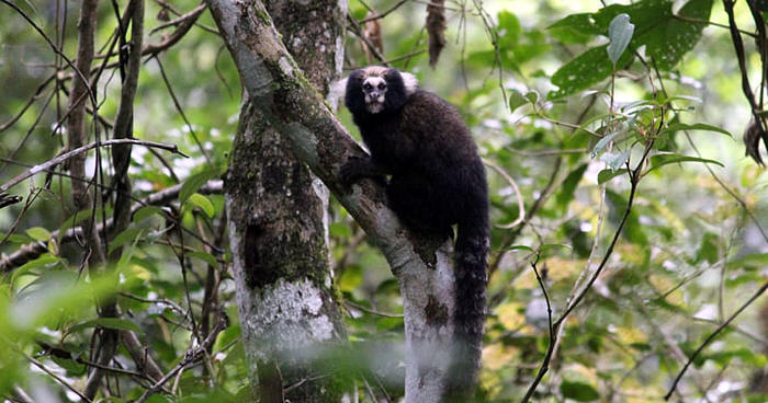 Sagui-da-Serra Escuro (Callithrix aurita) - Foto: Vitor Cunha
