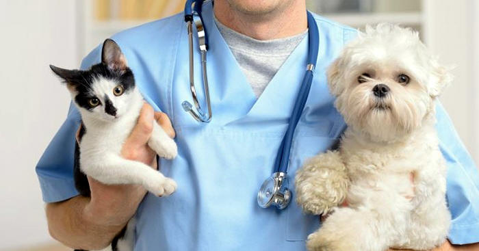 Castração gratuita de cães e gatos em teresópolis - Foto ilustrativa: Divulgação
