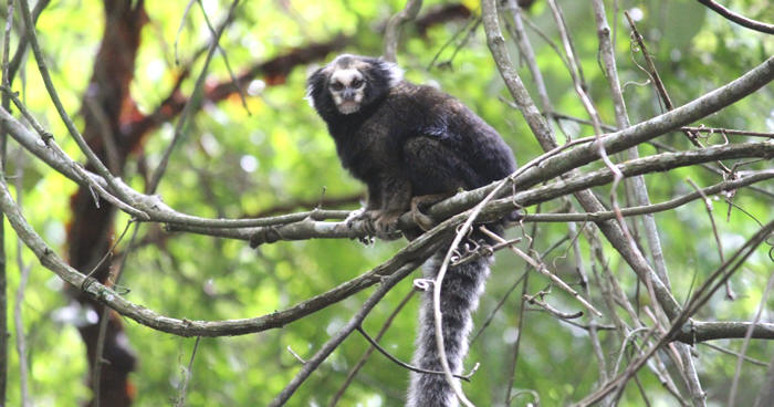 Sagui-da-Serra-Escuro (Callithrix aurita) em Teresópolis - Foto: Divulgação