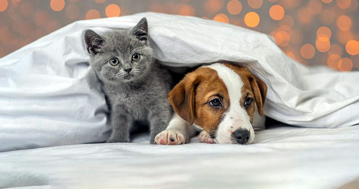 Controle de zoonoses em cães e gatos - Foto ilustrativa
