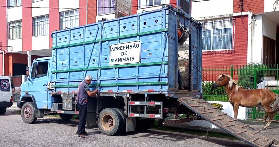 Apreensão de animais soltos pelas ruas de Teresópolis - Foto: AsCom PMT