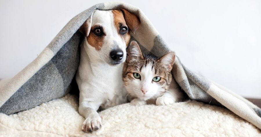 Teresópolis arrecada cobertores e roupas para os animais - Foto: Ascom PMT