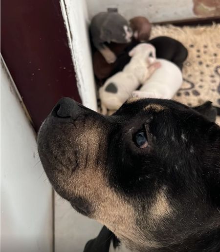 Foram encontrados uma fêmea e 5 filhotes - Foto: AsCom PMT