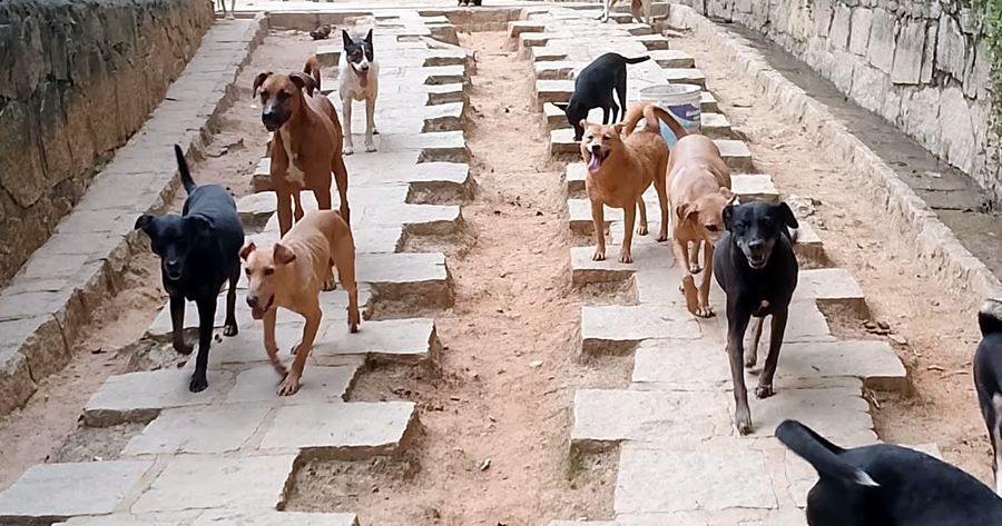 Cães foram libertados pelo protetor sem condições de manter os animais - Foto: Facebook Guilherme Motta