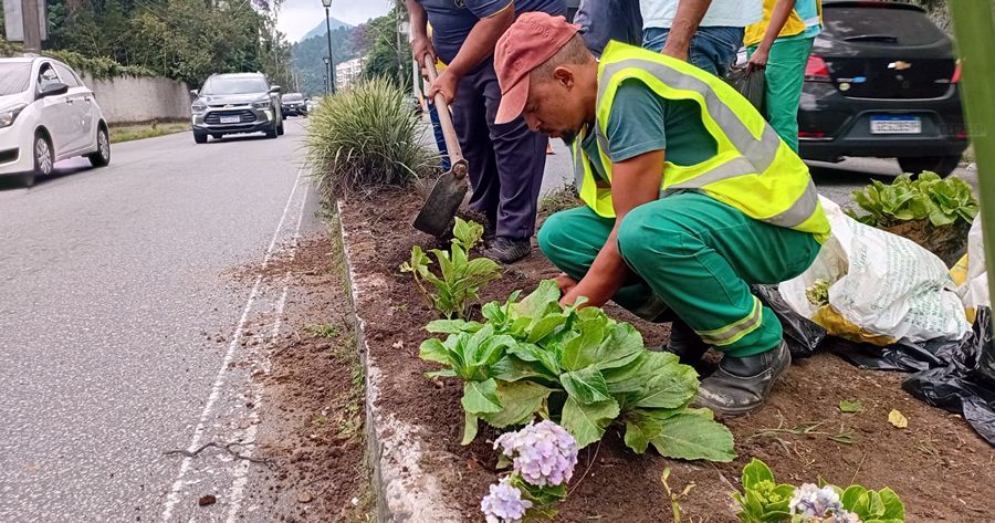Revitalização do Canteiro Central, na Avenida Alberto Torres, com plantio de mudas de hortênsias - Foto: AsCom PMT