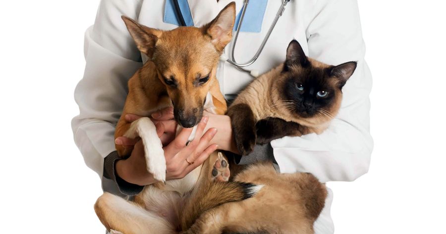 Castração gratuita para cães e gatos no interior de Teresópolis - Foto ilustrativa da Web