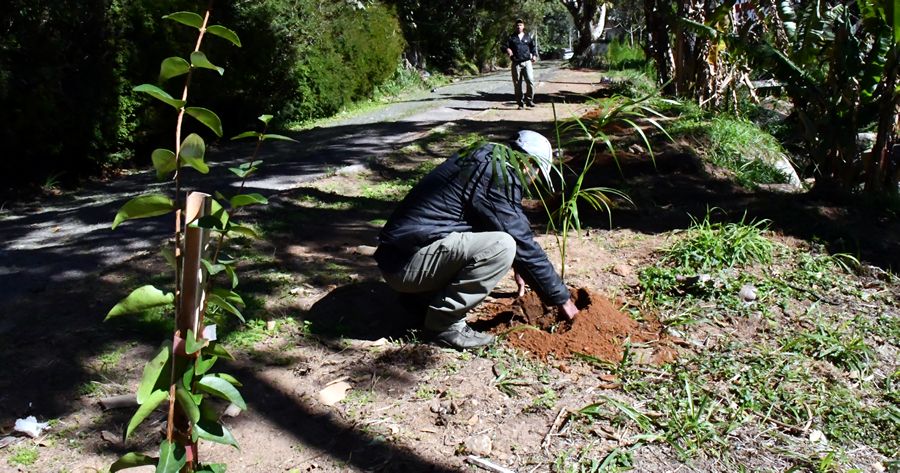 Plantio de  mudas de árvores nativas em Teresópolis - foto: AsCom PMT