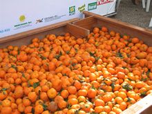 Tangerinas Ponkan são distribuídas na abertura do evento - Clique para ampliar - Foto: Portal Terê